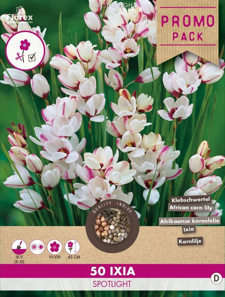 Florex Ixia Afrikaanse Korenlelie - Bloembollen