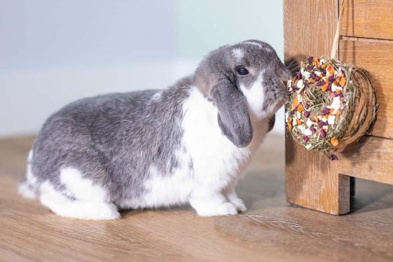 Beeztees Hooi donut - Knaagdiersnack - 65 Gram - wortel