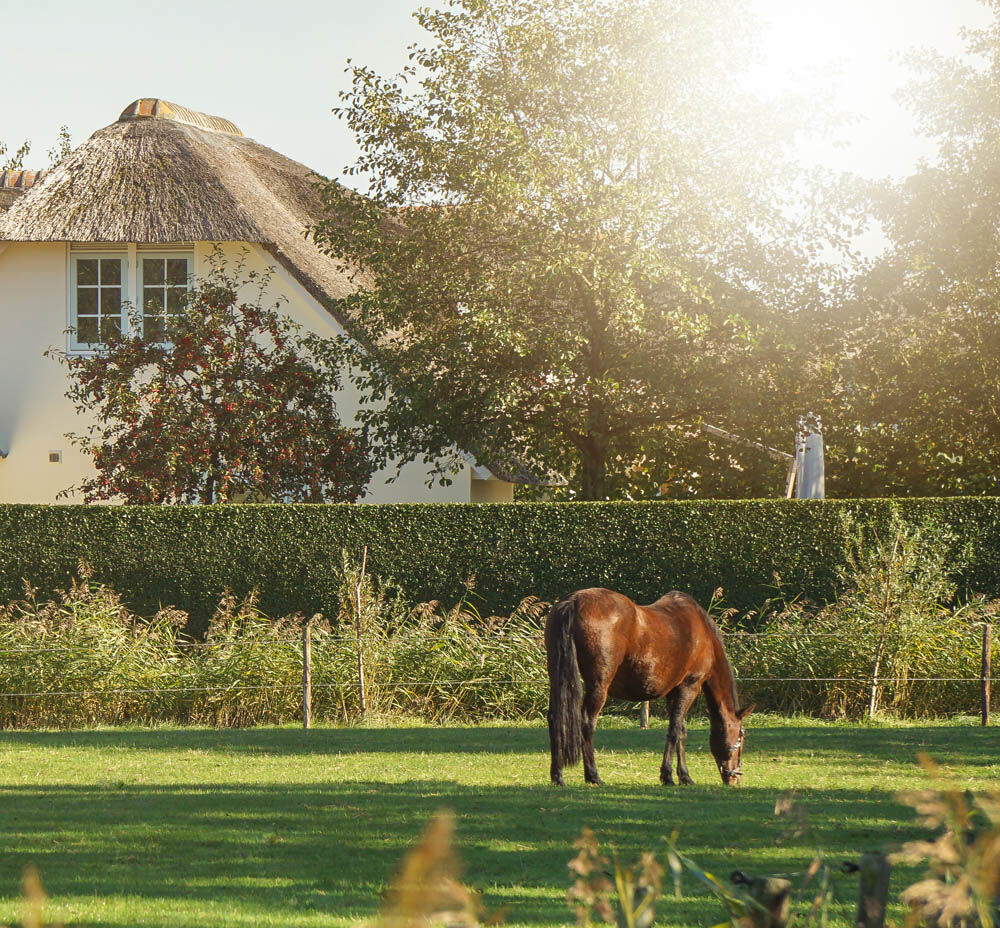 ECOstyle Biologische Moestuinmest - Moestuinmeststof - 80 m2 - 8 Kilogram