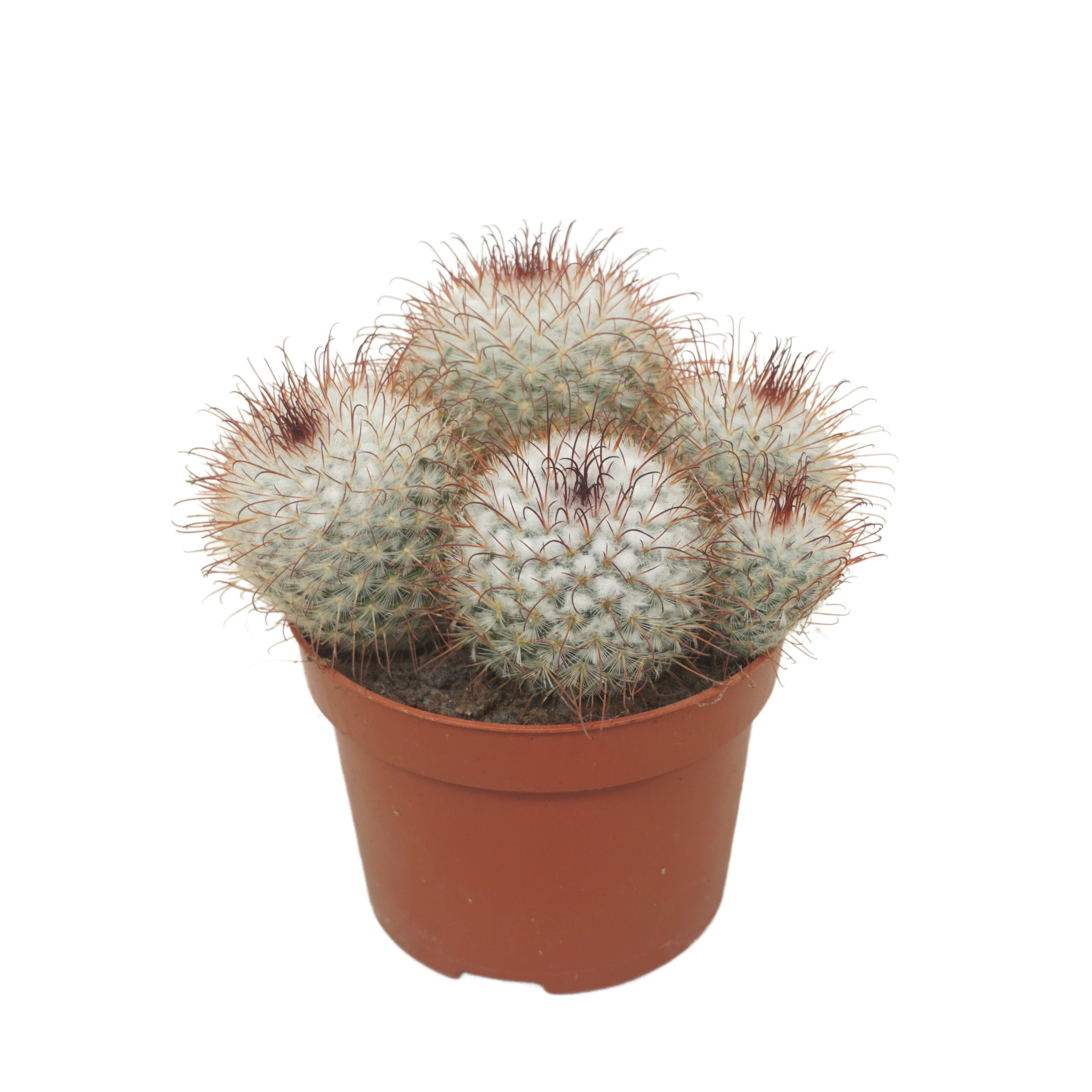 Cactus Mix - Kamerplant - 12 cm
