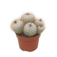 Cactus Mix - Kamerplant - 12 cm