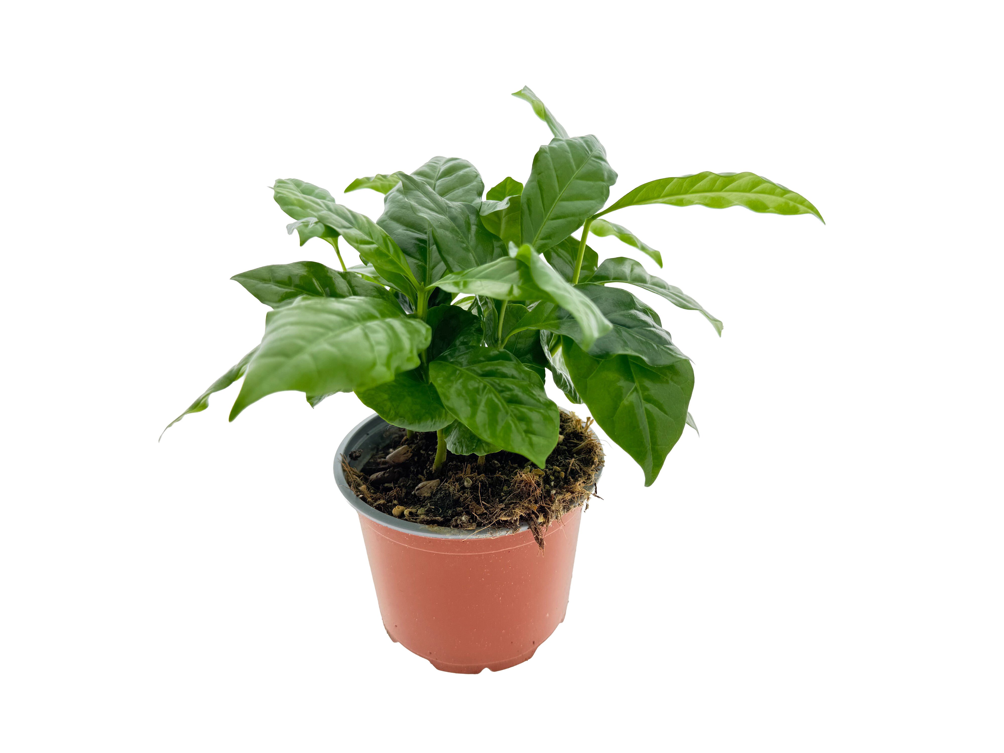 Coffea Arabica (koffieplant) - Kamerplant