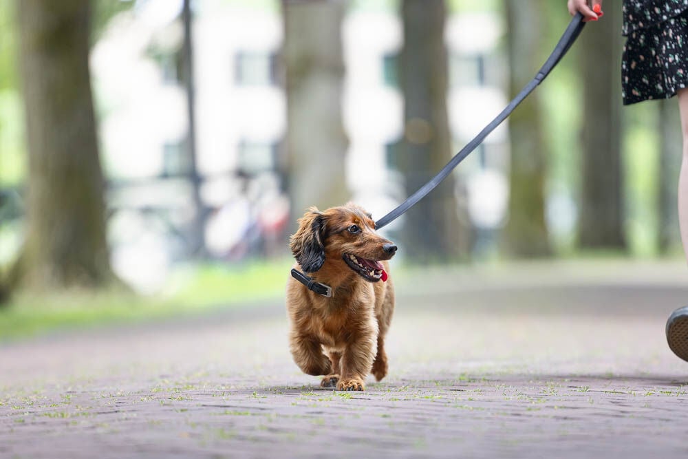 Beeztees Balacron - Hondenriem - zwart - 2 cm - 100 cm