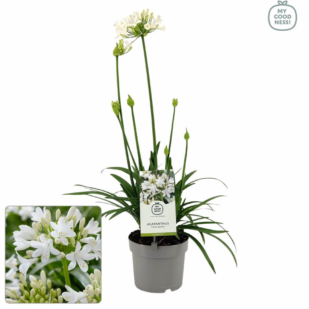 Agapanthus - Afrikaanse Lelie - Tuinplant - Diverse kleuren