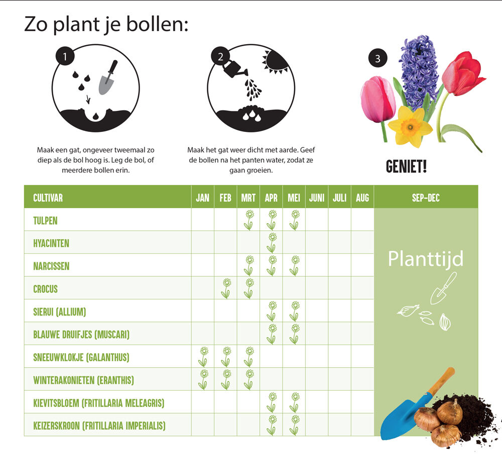 Welkoop Krokussen mix - Biologisch - Bloembollen