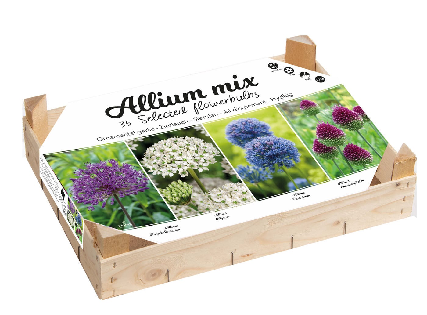 Florex Allium Bloembollen mix - in Kistje