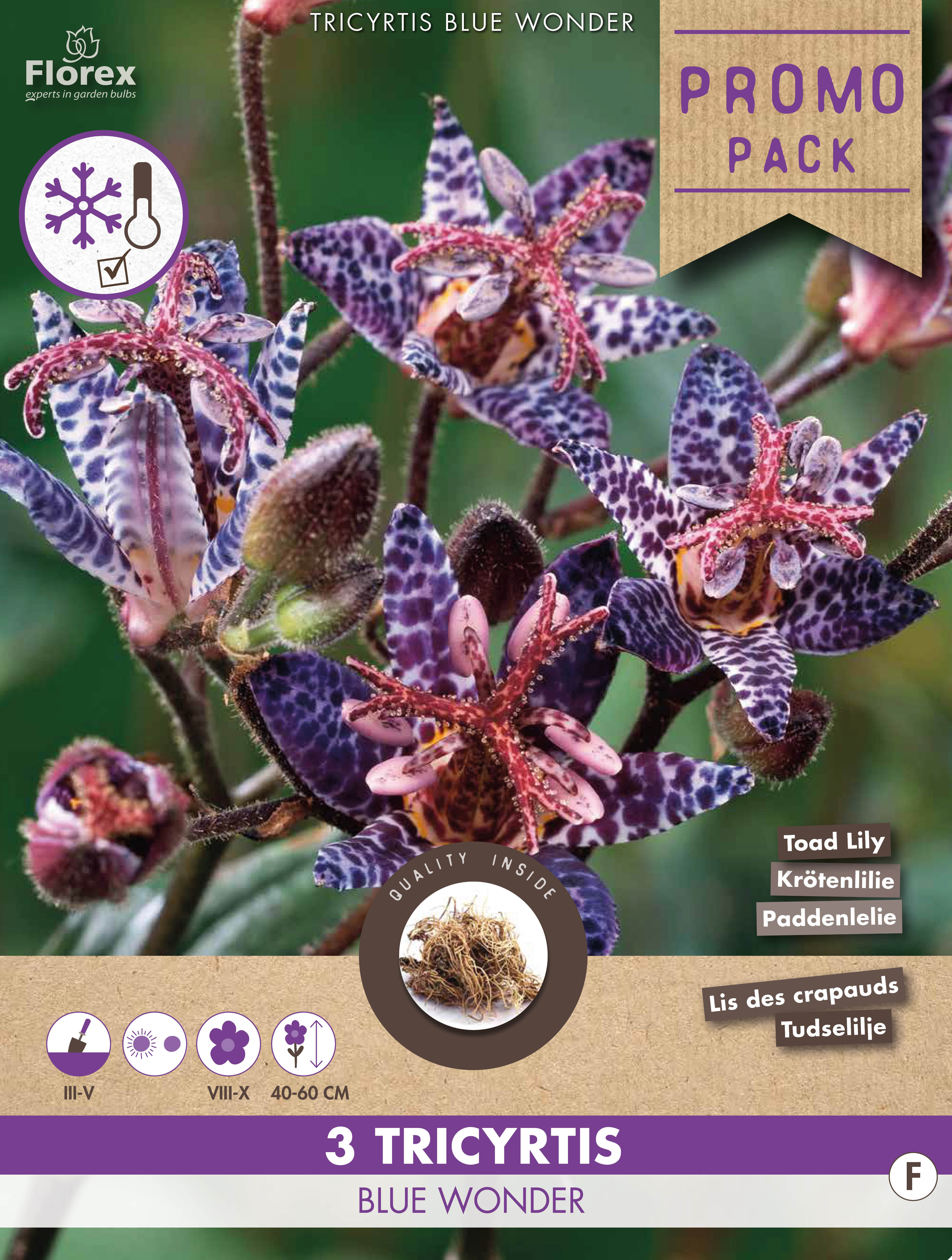 Tricyrtis Blue Wonder - Bloembollen