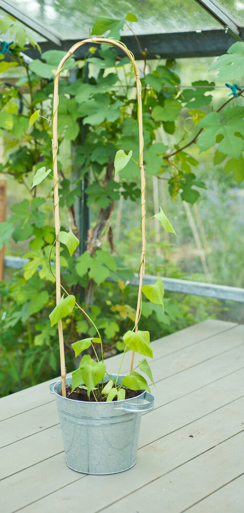 Nature - Gebogen Bamboestokken - 60x19x62 cm