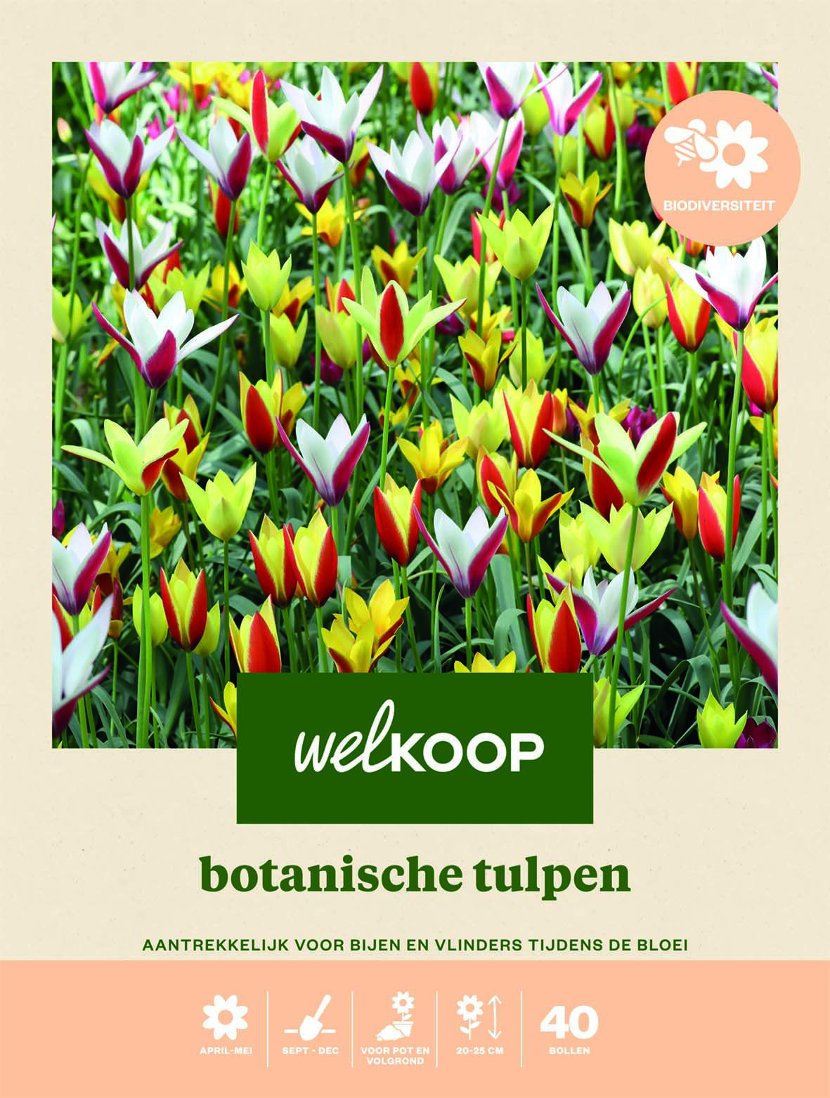 Welkoop Tulp Biodiversiteit - Bloembollen Welkoop Tulp Biodiversiteit - Bloembollen