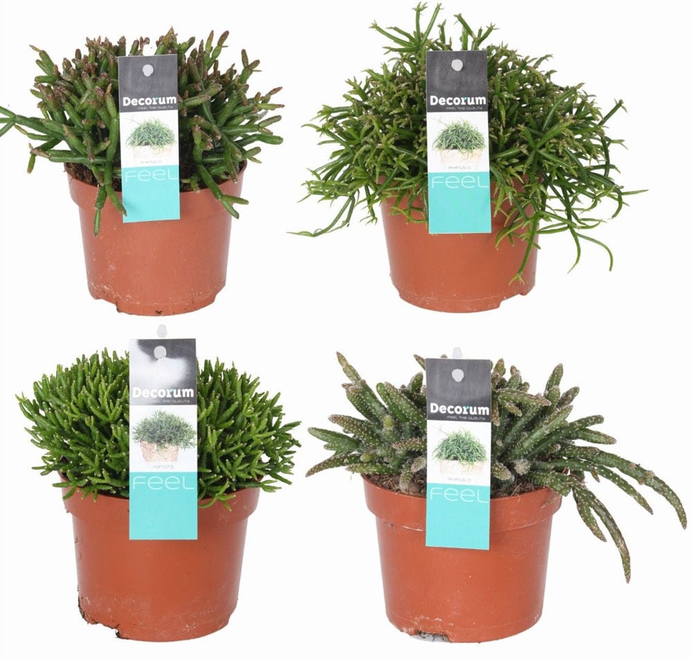 Rhipsalis Mix (rotskoraal) - Kamerplant Rhipsalis Mix (rotskoraal) - Kamerplant