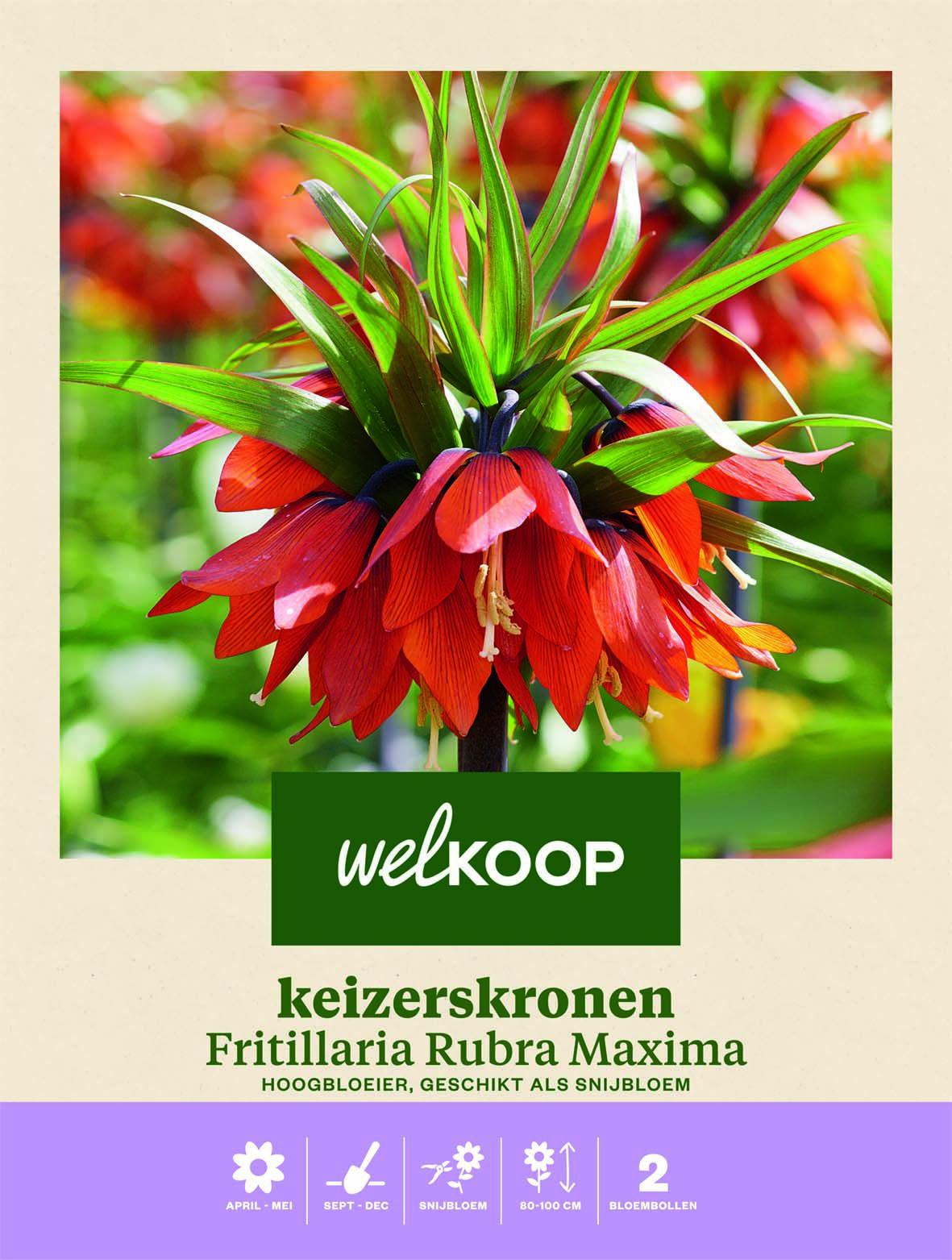 Welkoop Keizerskronen Sanja - Bloembollen Welkoop Keizerskronen Sanja - Bloembollen