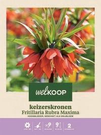Welkoop Keizerskroon Fritillaria Rubra Maxima - Bloembollen