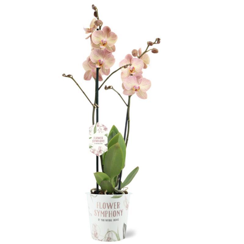 Orchidee (Phalaenopsis Flower Symphonie) - Kamerplant - 12 cm Orchidee (Phalaenopsis Flower Symphonie) - Kamerplant - 12 cm