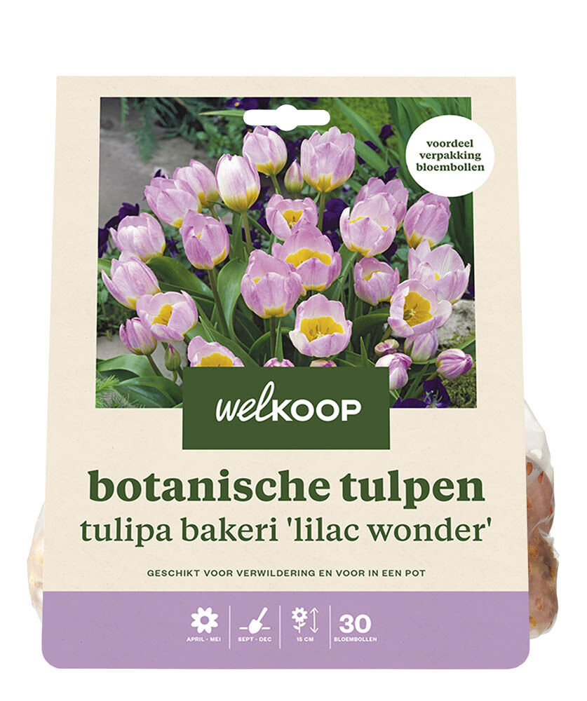 Welkoop Tulp Elly - Bloembollen