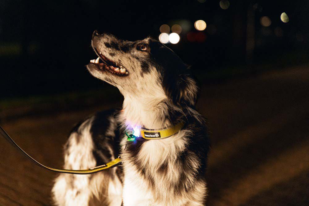 Beeztees Parinca Premium LED - Veiligheidsriem Hond - geel - 2 cm - 150 cm