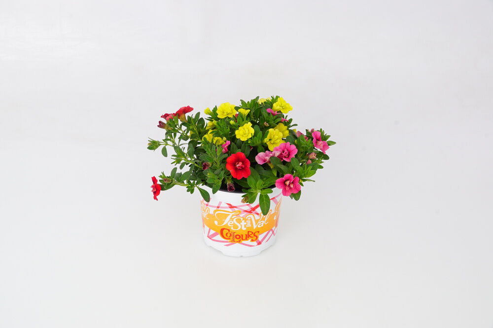 Festival Colours mix - Eenjarige planten - Divere kleuren