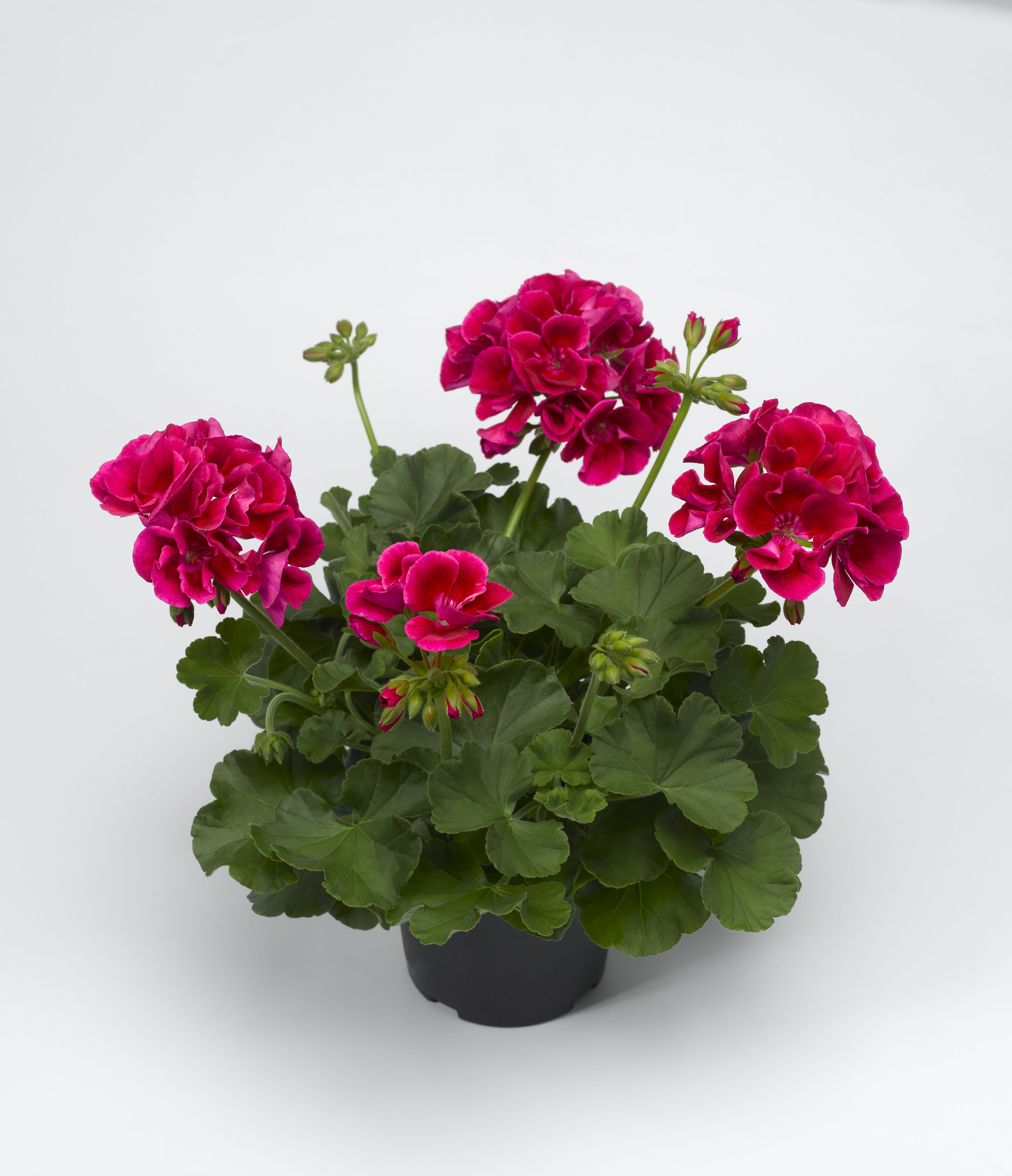 Geranium special - Eenjarige planten - Diverse kleuren