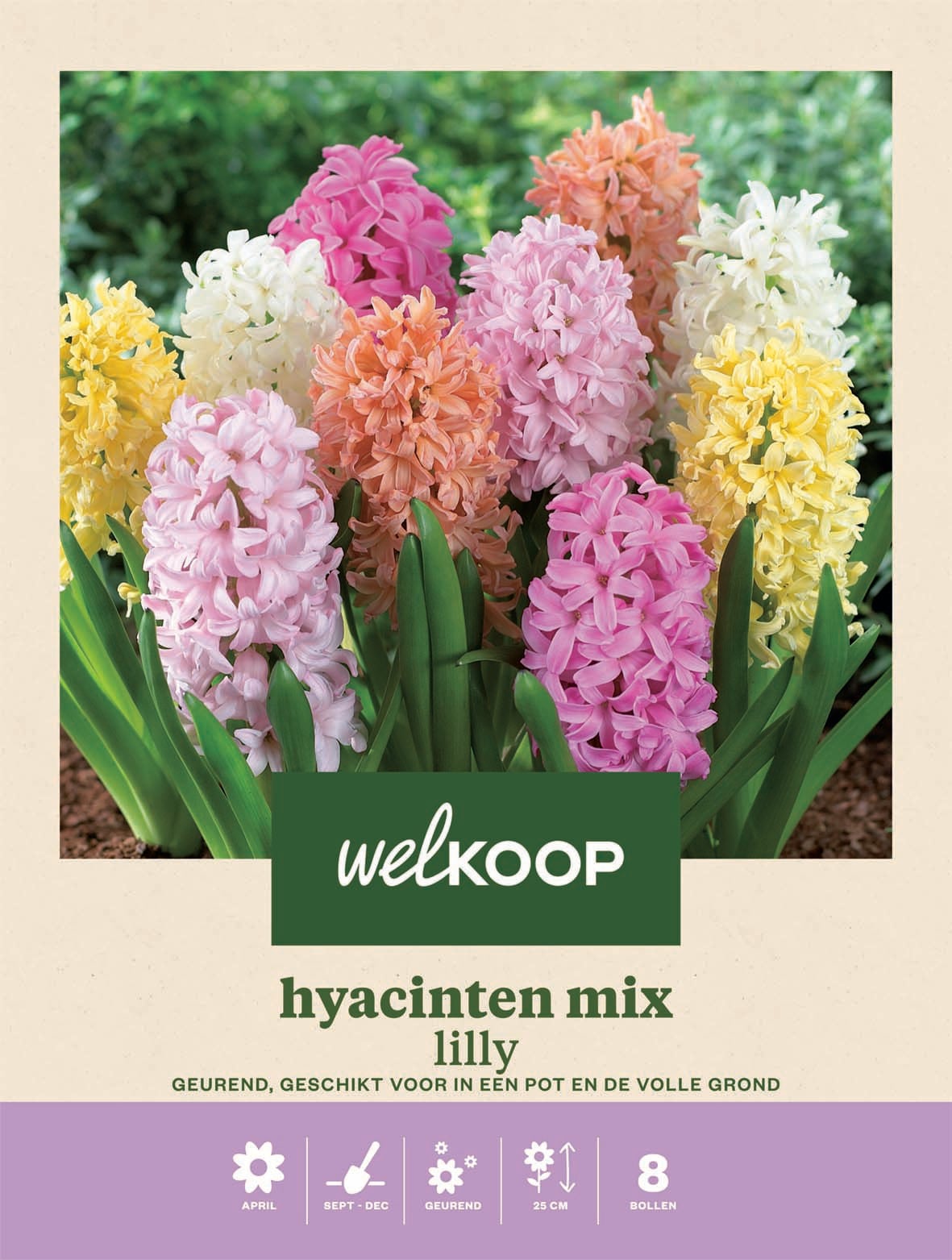 Welkoop Hyacinten mix Lilly - Bloembollen Welkoop Hyacinten mix Lilly - Bloembollen