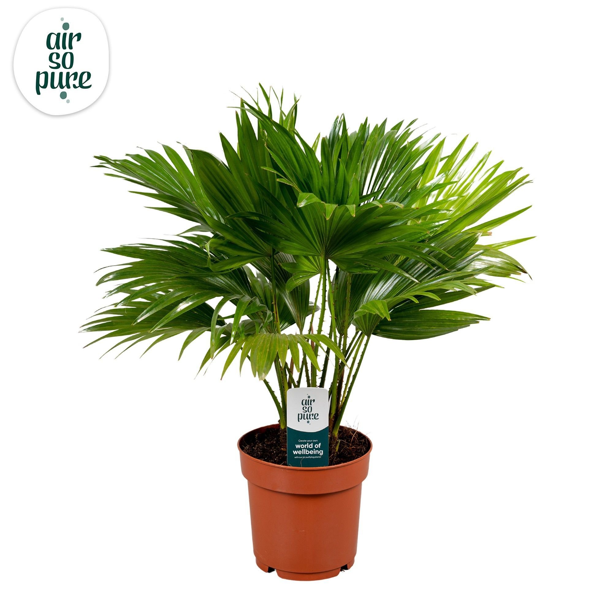 Livistona Rotundifolia (waaierpalm) - Kamerplant