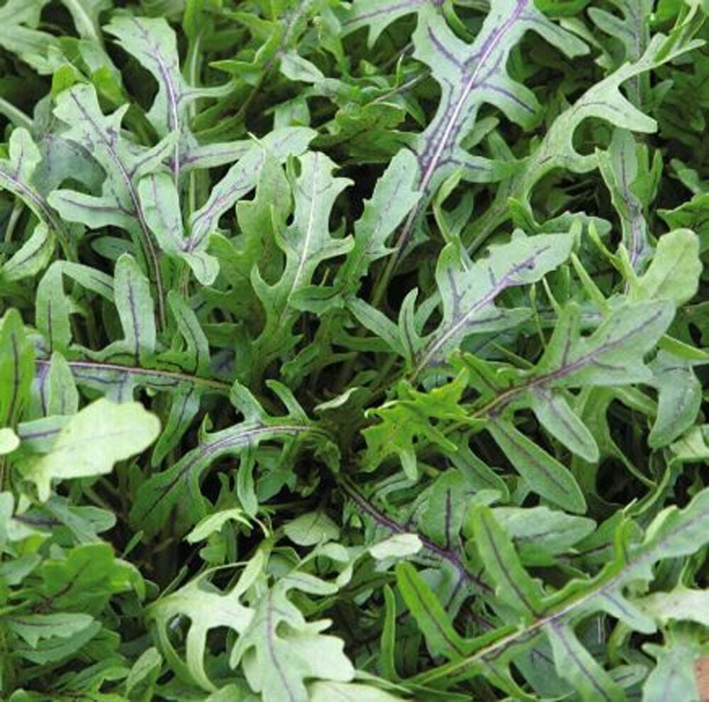 Oranjeband zaden Rucola Dragons Tonque - Groentezaden