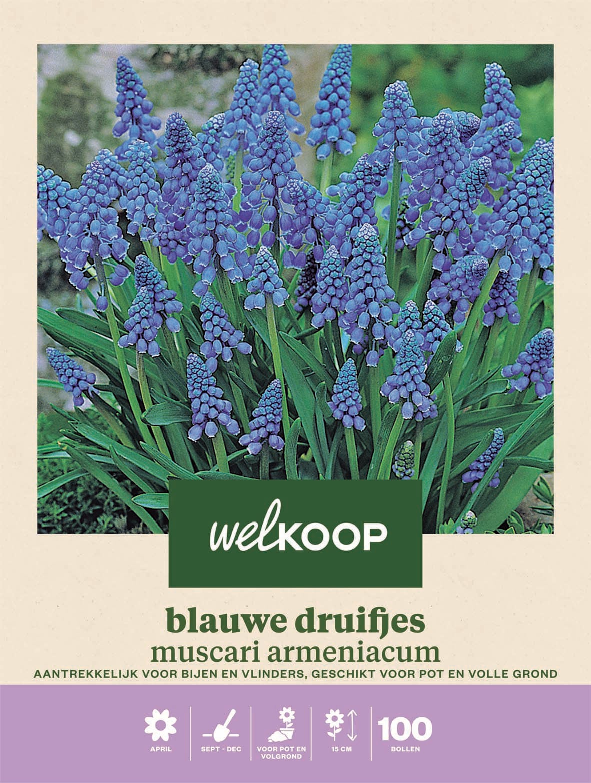 Welkoop Blauwe druifjes Muscari Armeniacum  - Bloembollen