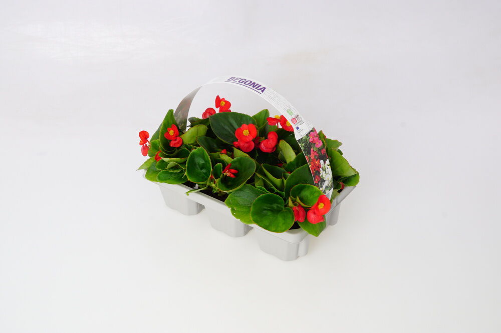 Perkplanten mix - Eenjarige planten