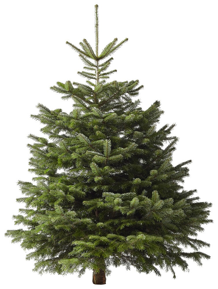 Nordmann gezaagd - Kerstboom - 150 cm Nordmann gezaagd - Kerstboom - 150 cm
