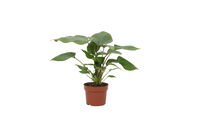 Homalomena - Kamerplant - 12 cm