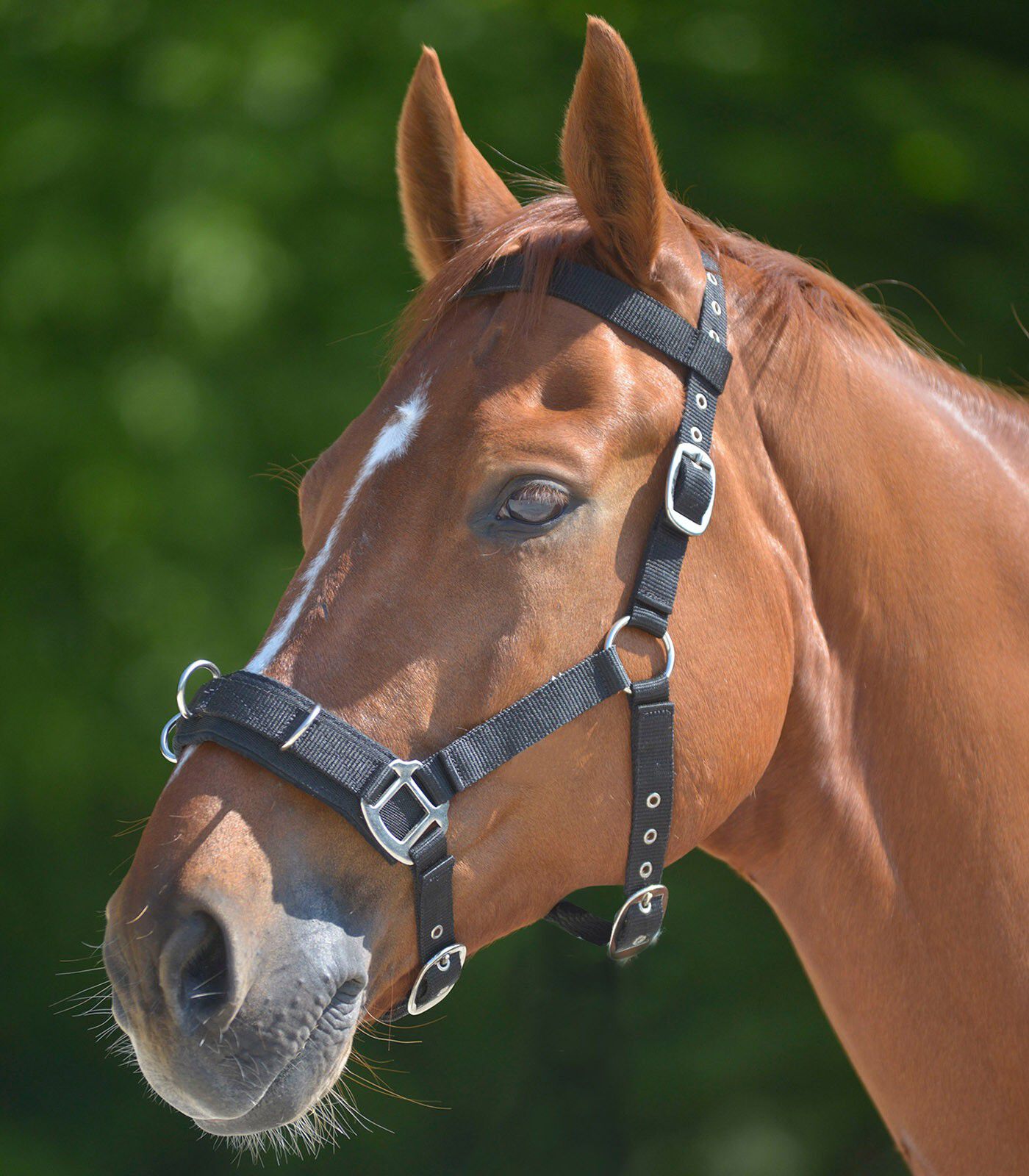 Waldhausen Longeerhalster - Halster - Cob Waldhausen Longeerhalster - Halster - Cob