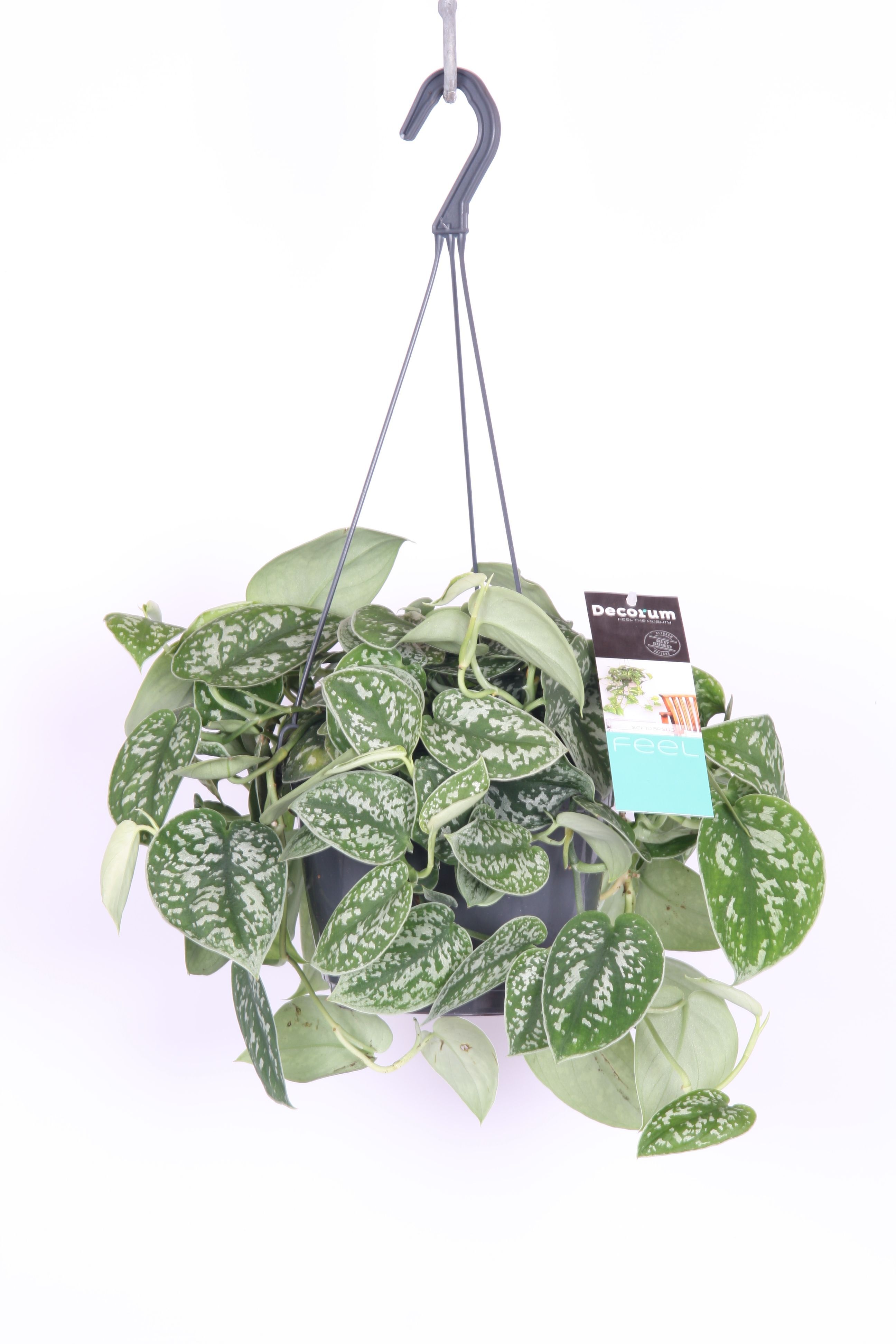 Scindapsus - Hangplant