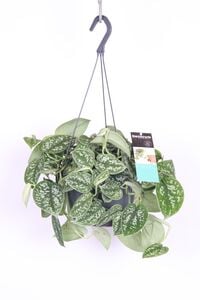 Scindapsus - Hangplant - 17 cm