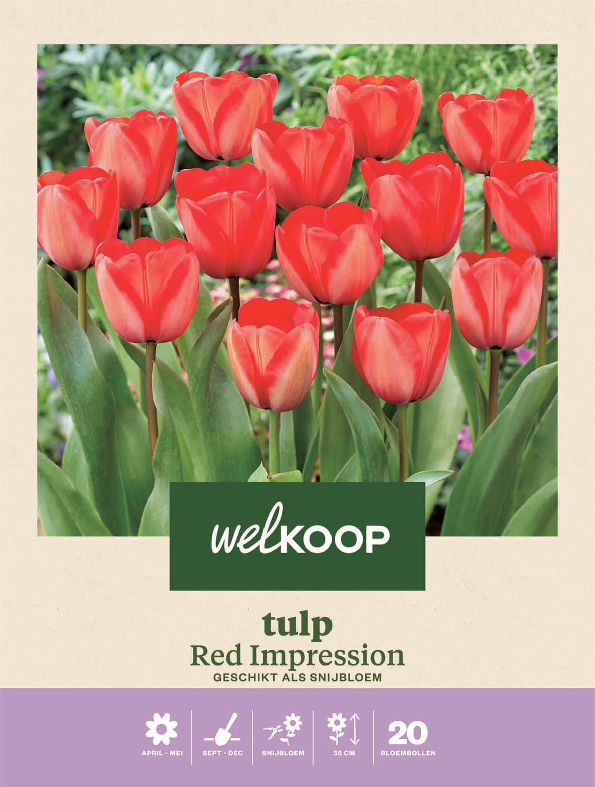 Welkoop Tulp Red Impression - Bloembollen Welkoop Tulp Red Impression - Bloembollen