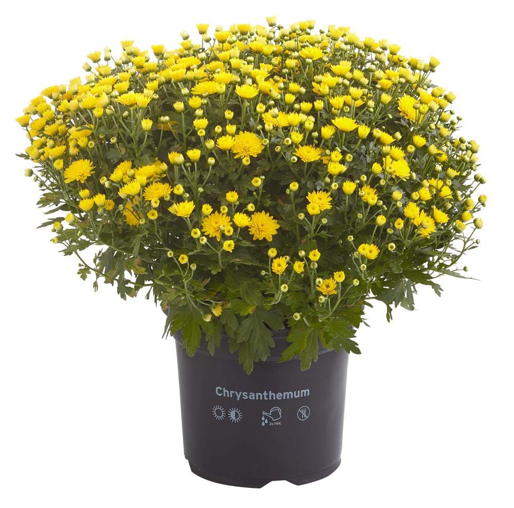 Bolchrysant - Eenjarige plant