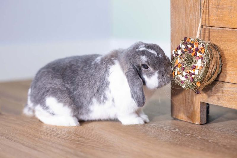 Beeztees Hooi donut - Knaagdiersnack - 65 Gram - wortel