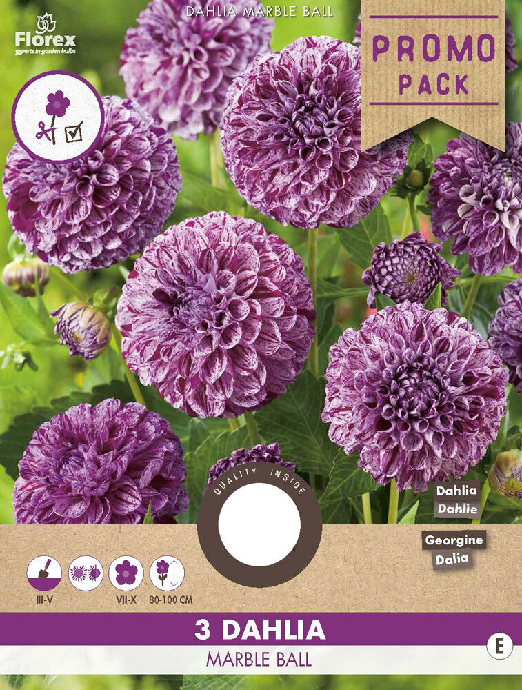 Florex Dahlia Marble Ball - Bloembollen Florex Dahlia Marble Ball - Bloembollen