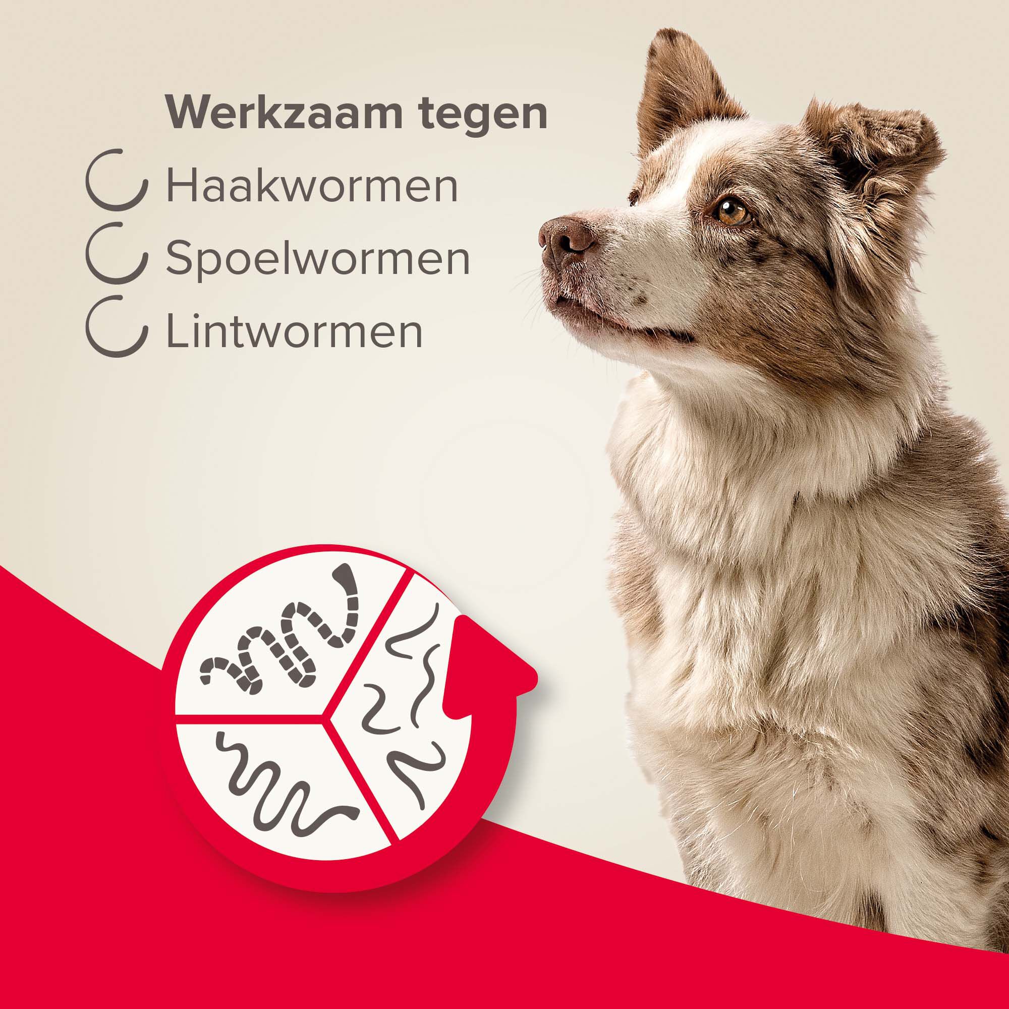 Beaphar All-in-one Tabletten - Ontwormen Hond - 4 Stuks - M