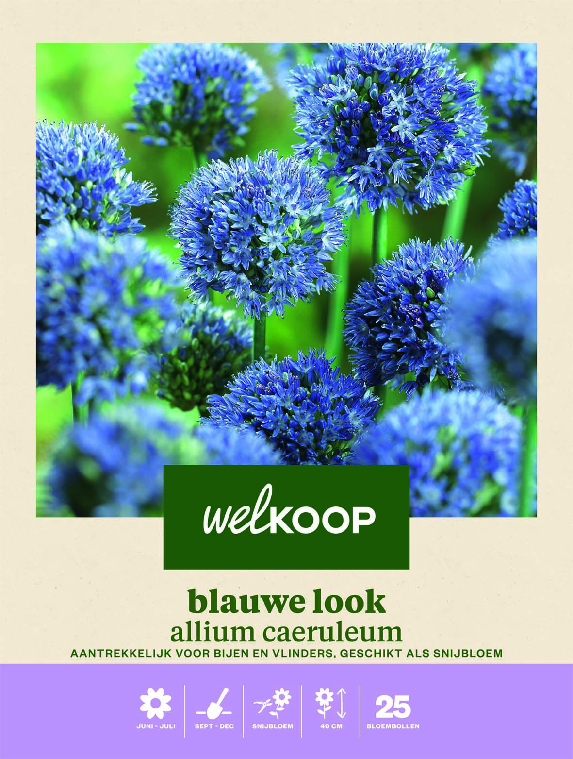 Welkoop Allium Caeruleum - Bloembollen Welkoop Allium Caeruleum - Bloembollen