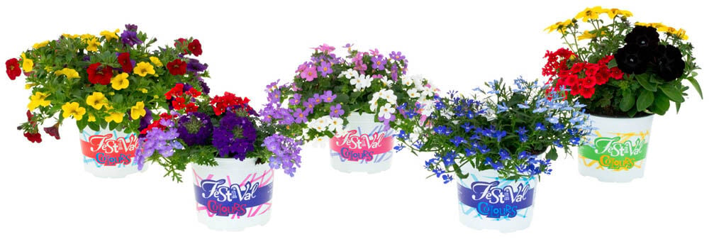 Festival Colours mix - Eenjarige planten - Divere kleuren