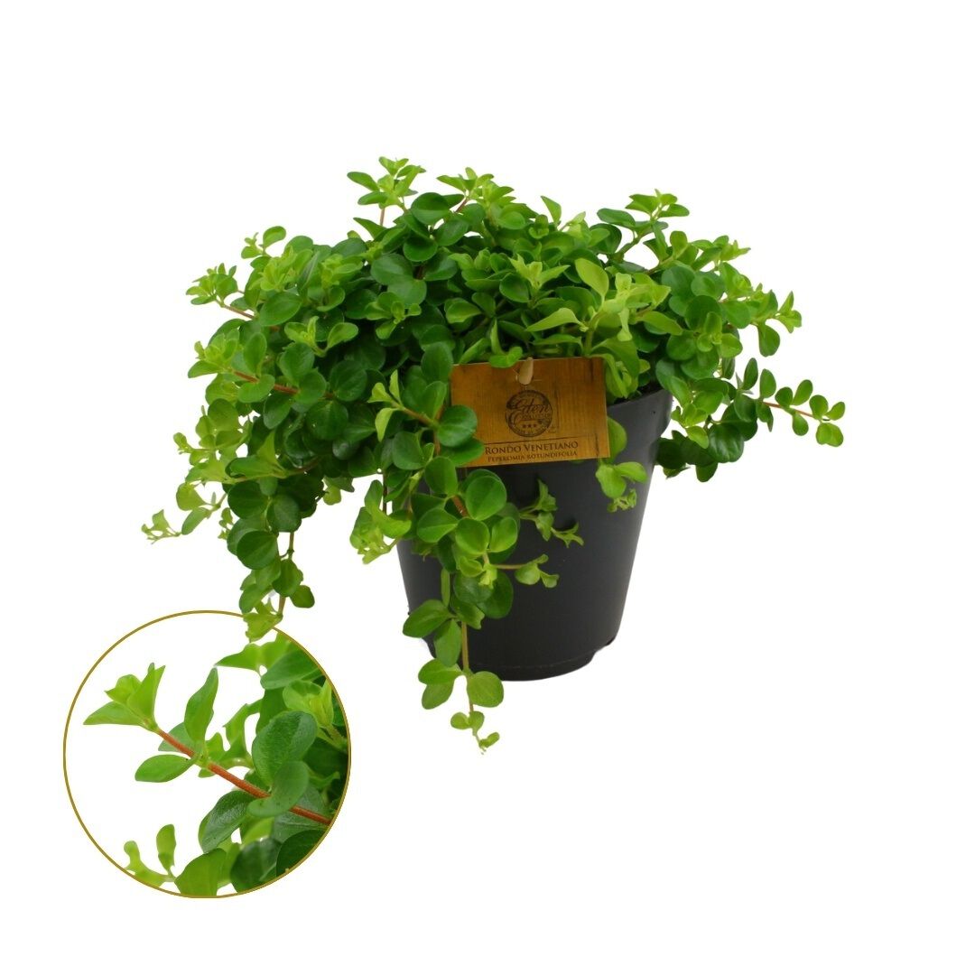 Peperomia Rotundifolia - Kamerplant