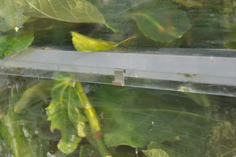 Royal Well Glashaken - Kas accessoire