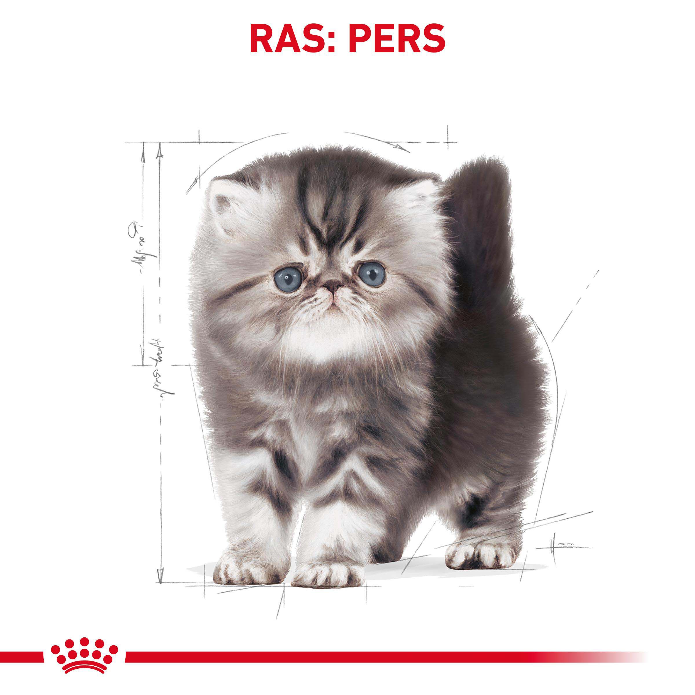Royal Canin Persian Kitten - Kattenvoer - 4 Kilogram - Gevogelte
