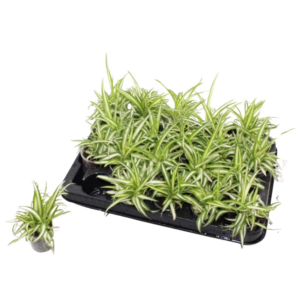 Bambino Mix - Kamerplant