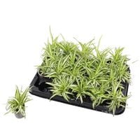 Bambino Mix - Kamerplant - 5.5 cm