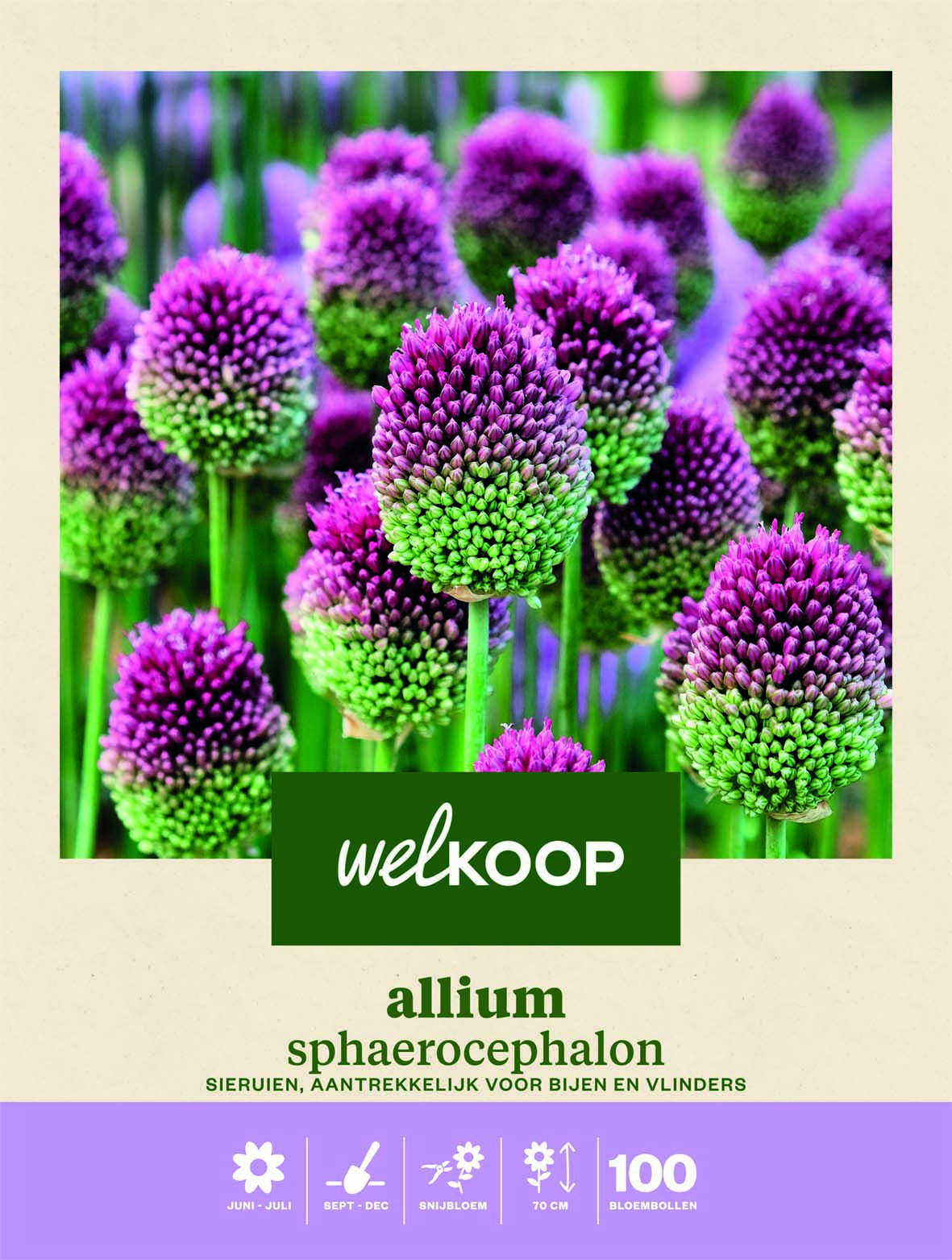 Welkoop Allium Sphaerocephalon - Bloembollen Welkoop Allium Sphaerocephalon - Bloembollen