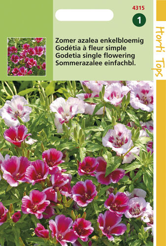 Hortitops Zomer Azalea Enkelbloemig - Bloemzaden