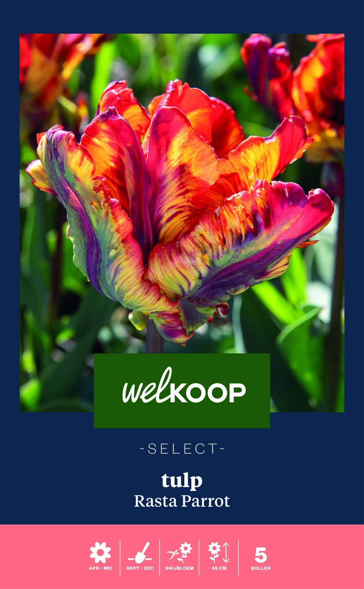 Welkoop Select Tulp Rasta Parrot - Bloembollen Welkoop Select Tulp Rasta Parrot - Bloembollen