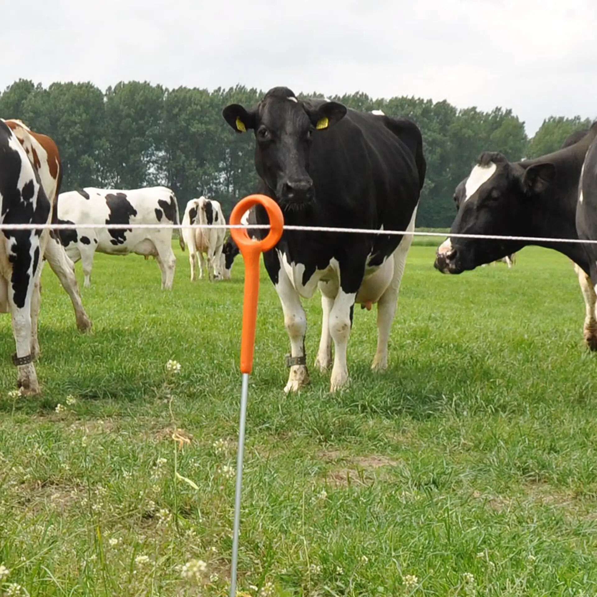 Gallagher - Ring-top paal - 115 cm - 10 Stuks - Oranje - 8 cm - 85 cm