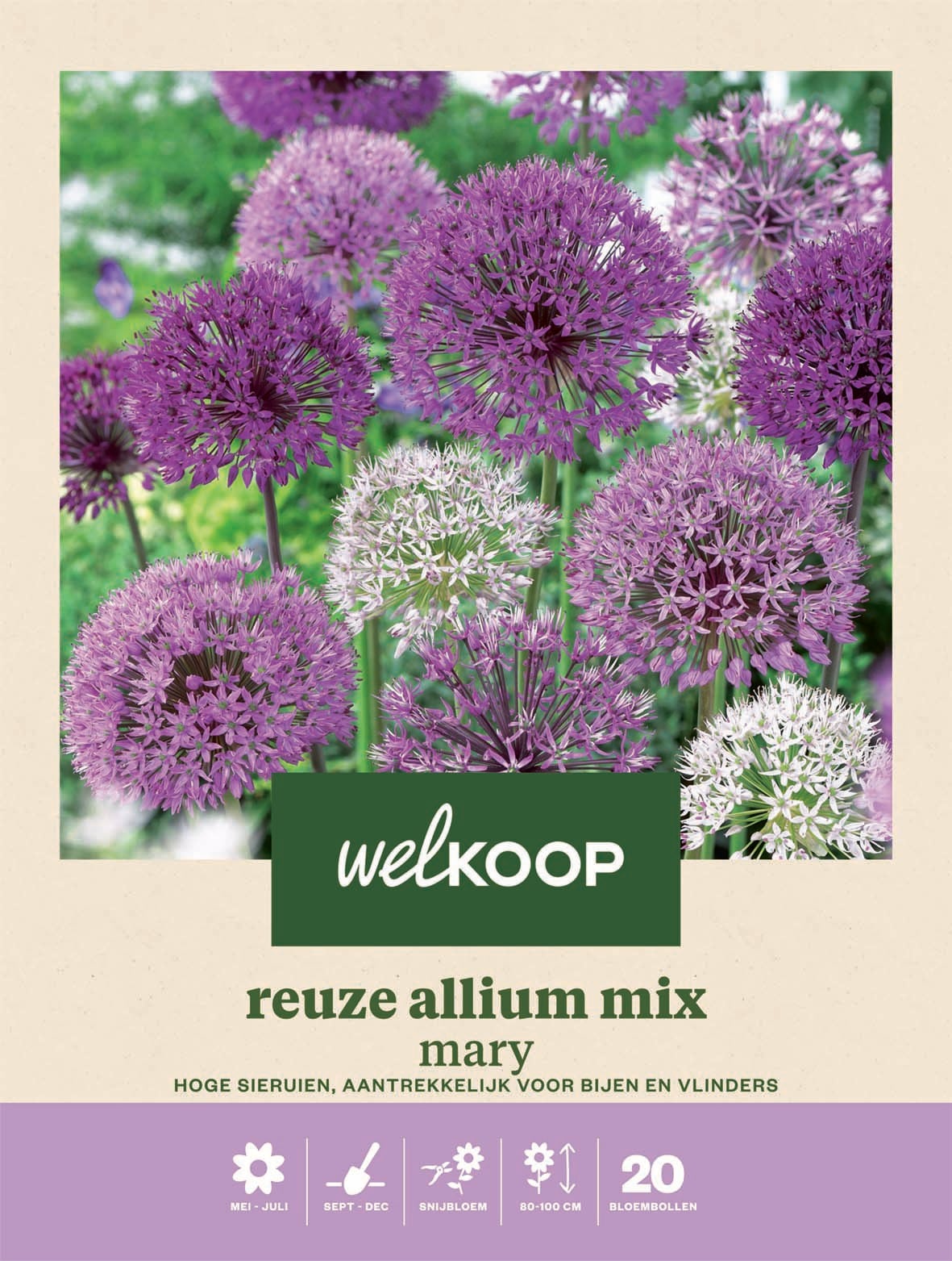 Welkoop Reuze Allium mix Mary - Bloembollen Welkoop Reuze Allium mix Mary - Bloembollen