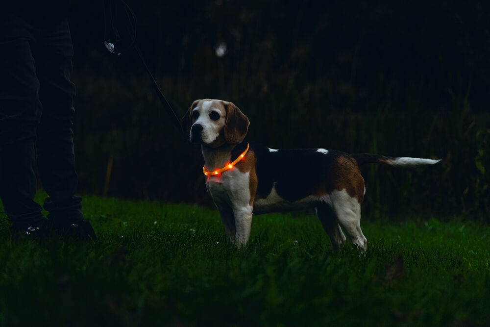 Beeztees Safety Gear Glowy USB - Lichtgevende Halsband - Hond - oranje - 2.5 cm