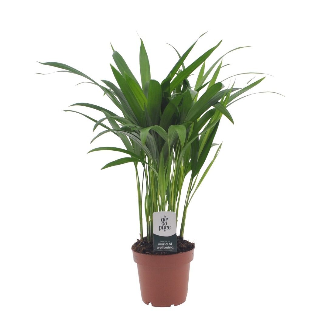 Dypsis (arecapalm) - Kamerplant